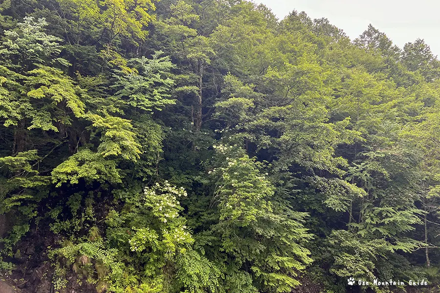 高山市