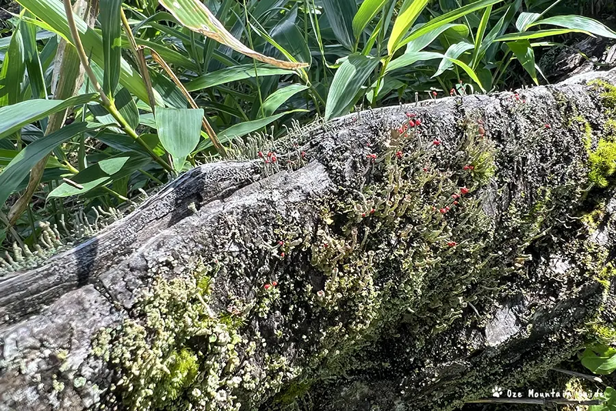 飛騨高山