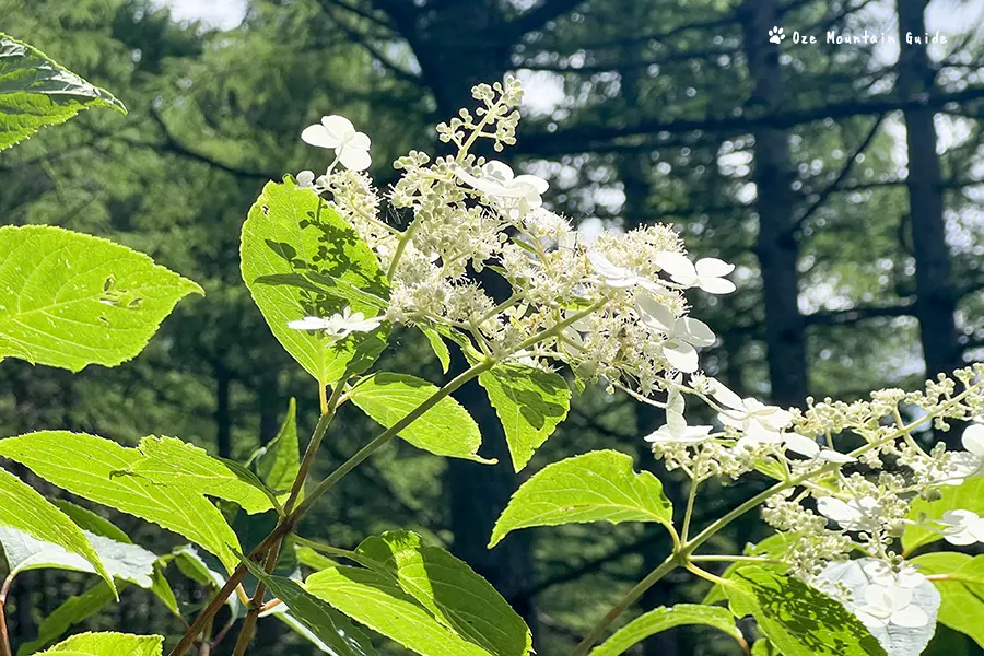 飛騨高山