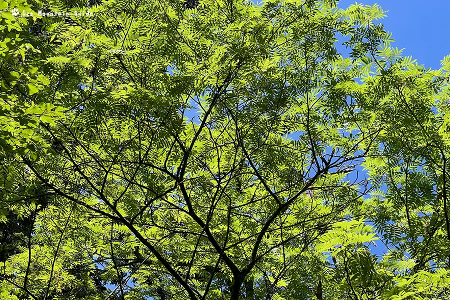 飛騨