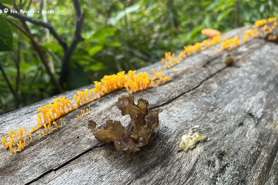 会津駒ヶ岳