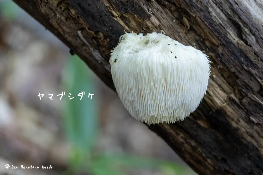 檜枝岐村