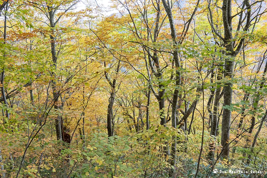 檜枝岐村