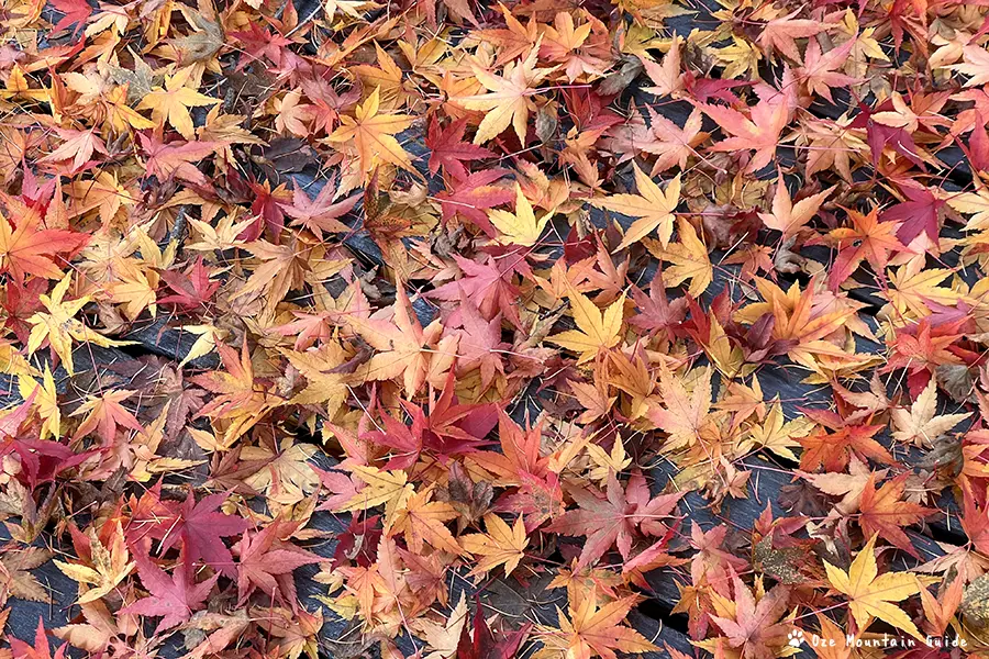 檜枝岐村