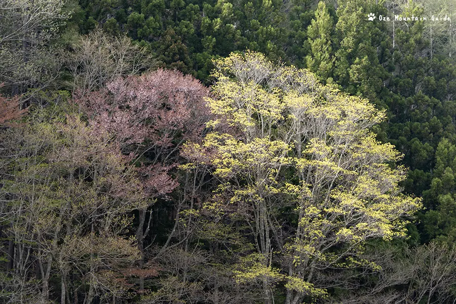 檜枝岐村