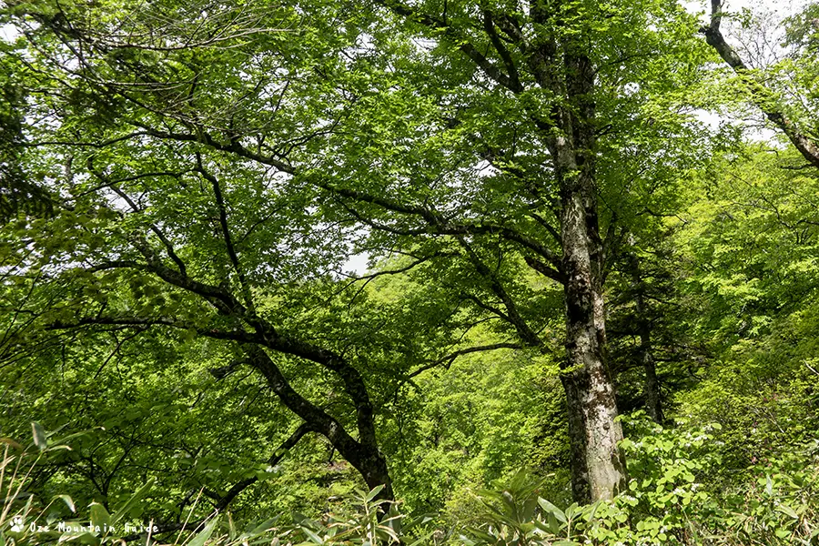 尾瀬