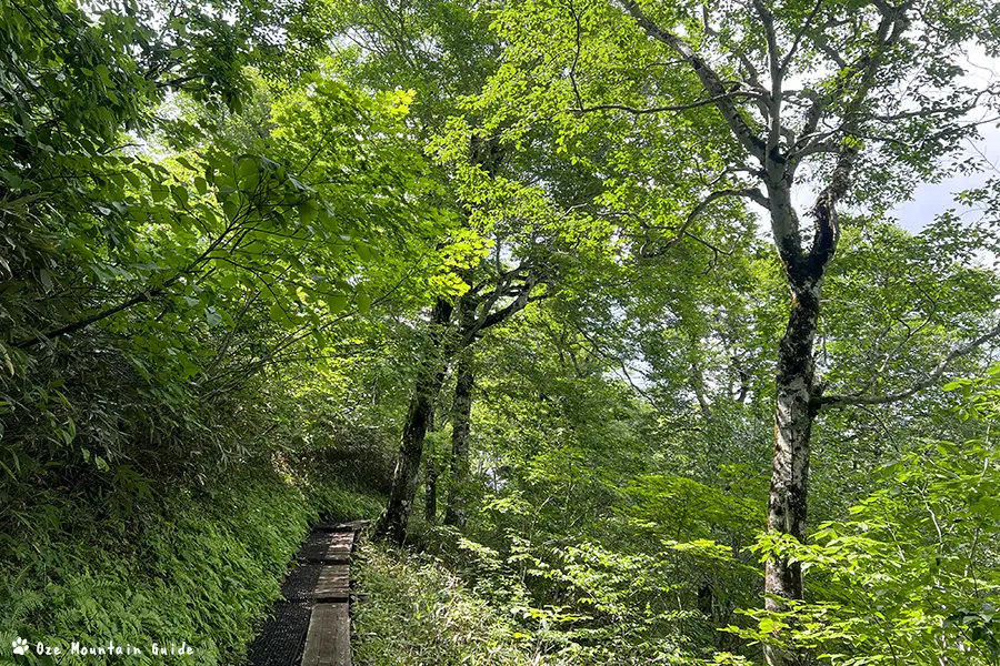 尾瀬