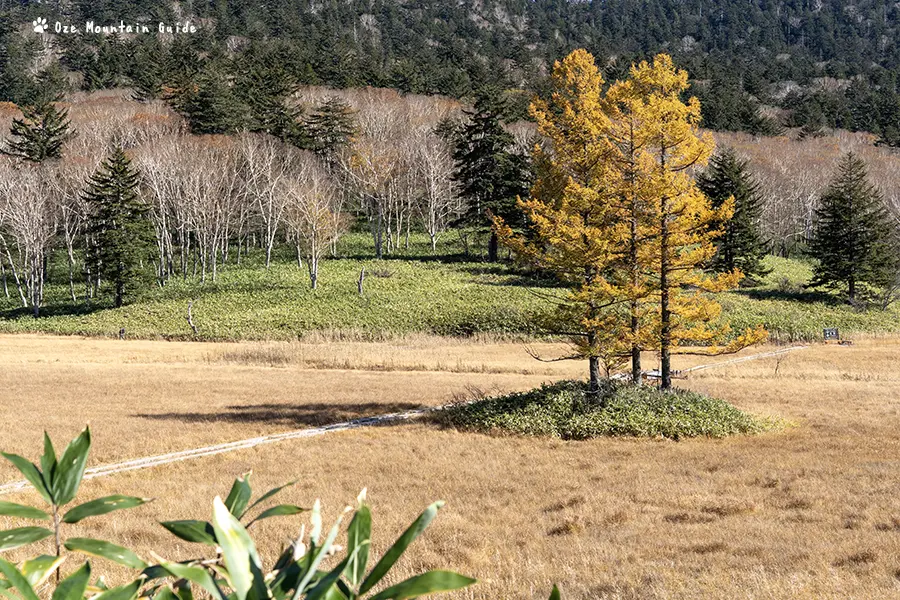 尾瀬